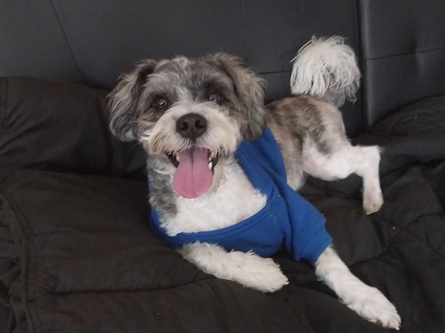 Dog with personalized attention